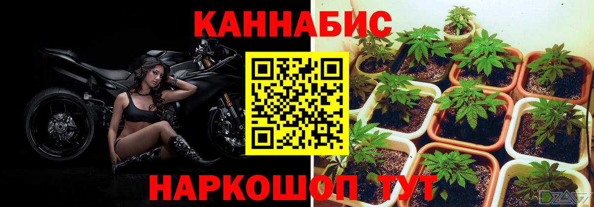 Кингисепп  Канабис тримм  Бошки Шишки Bruce Banner  Вход с VPN 